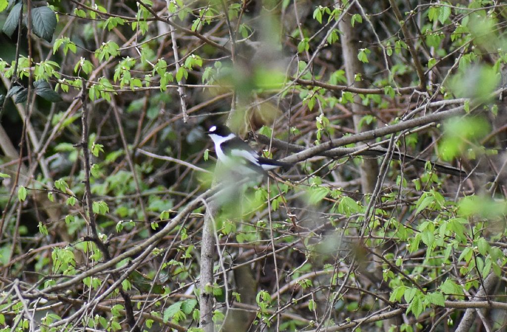 Balia dal collare (Ficedula albicollis)